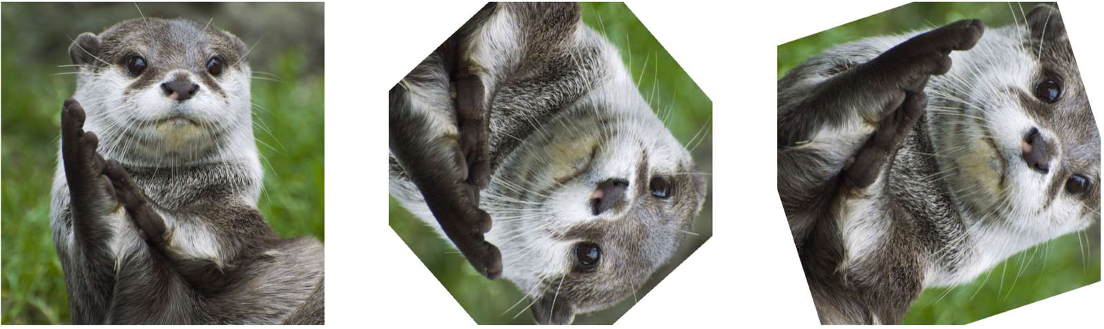 Figure 1 showing an original otter image and two random geometric augmentations